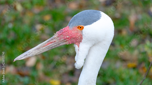 head of Wattled crane. it is a large bird found in Africa, south of the Sahara Desert. photo