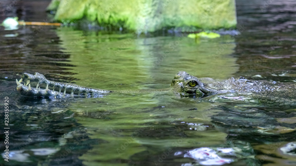 Fototapeta premium The false gharial also known as Malayan gharial, Sunda gharial and tomistoma, is a freshwater crocodilian native to Peninsular Malaysia, Borneo, Sumatra and Java. floating half head in water.