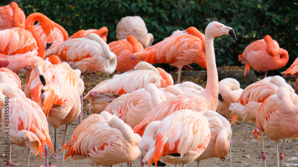 Obraz premium group of American flamingo, Caribbean flamingo, a large wading bird with reddish-pink plumage