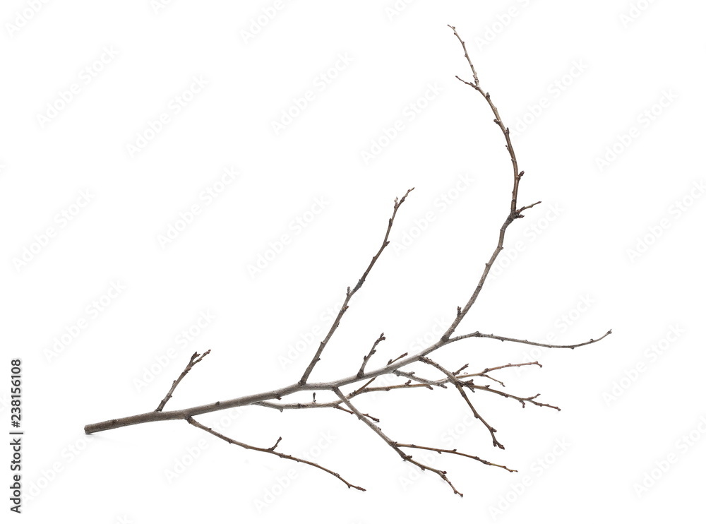 Fototapeta premium Branch, twig isolated on white background