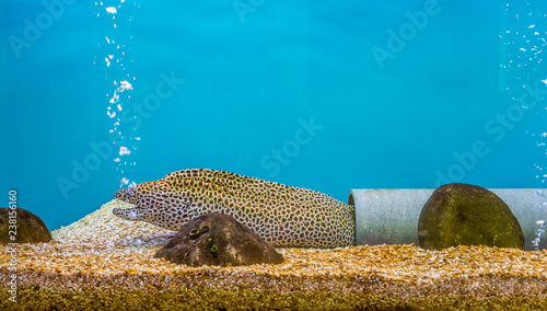 Gymnothorax favagineus in aquarium fish tank. It is also known as leopard moray, tessellate moray or honeycomb moray.