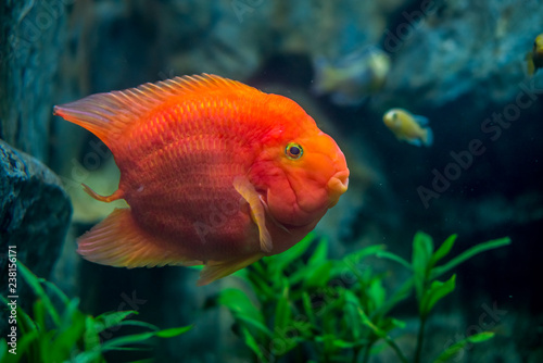 Blood parrot cichlid in aquarium fish tank. It is also known as bloody parrots.