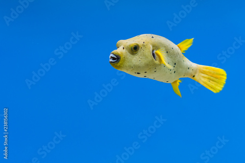 Arothron nigropunctatus in aquarium fish tank. It is also known as blackspotted puffer or dog-faced puffer.