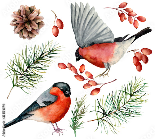 Watercolor bullfinch set. Hand painted birds, winter berries, pine cone and fir branch isolated on white background. Floral illustration for design, print. Holiday symbols.
