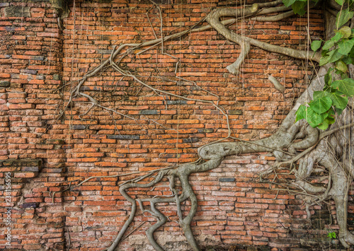 Ancient brick wall with Banyan tree. The old building ruins at Wat Mahathat in Ayutthaya, Thailand, Southeast Asia.
