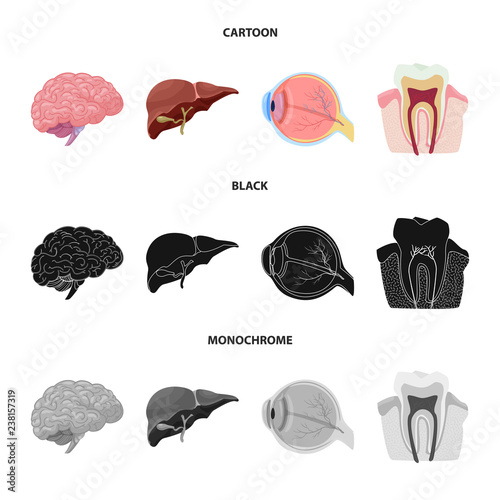 Vector illustration of body and human symbol. Set of body and medical vector icon for stock.