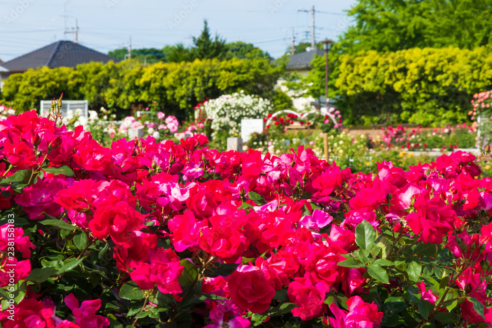 薔薇園の風景　日本の公園