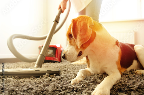 The girl does the cleaning with a vacuum cleaner, next to her is a beagle dog.