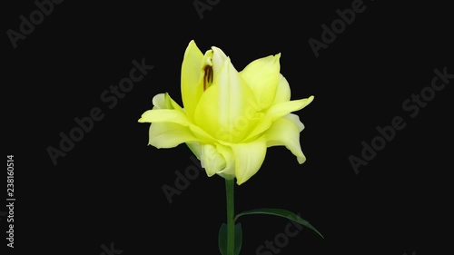 Time-lapse of opening yellow lily flower 1d4 in 4K PNG+ format with ALPHA transparency channel isolated on black background photo