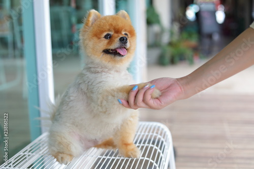 woman owner give shake hand with small pomeranian dog cute pets friendly