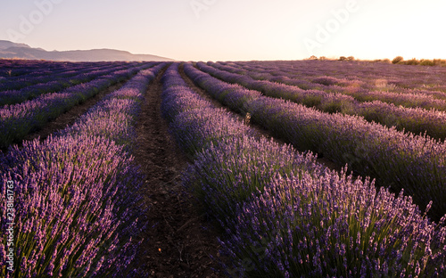 Lavender field in Campo de San Juan, Moratalla at sunset photo