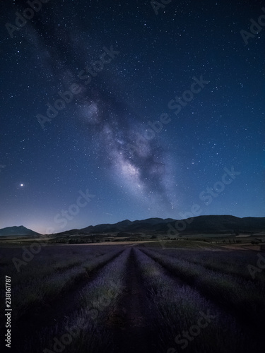 Field of lavender under the milky way