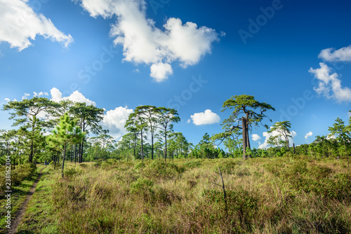 Savanna landscape and meadow field , Pine forest and dry grass with blu sky photo