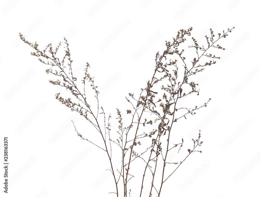 Fototapeta premium Dry field grass with seeds isolated on white background