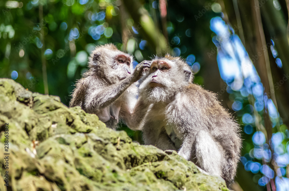 Obraz premium Two wild monkey in sacred Monkey Forest