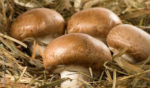 image of champignon mushrooms close up