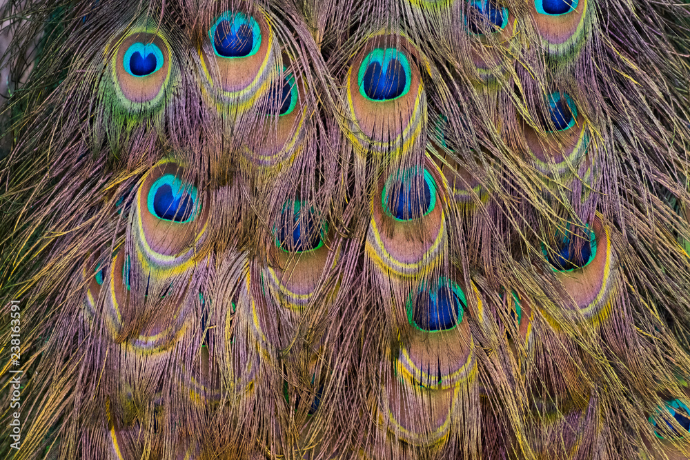 Fototapeta premium Details and patterns of peacock feathers.