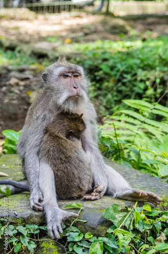 Wild female monkey sits with child in forest