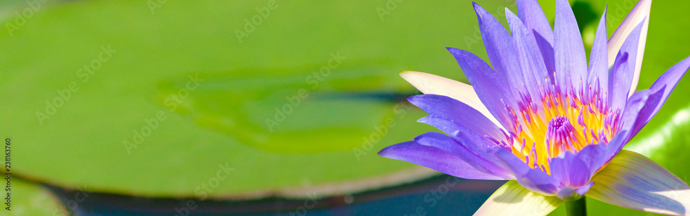 image of beautiful Lotus flower in water close-up image of beautiful Lotus flower in water close-up