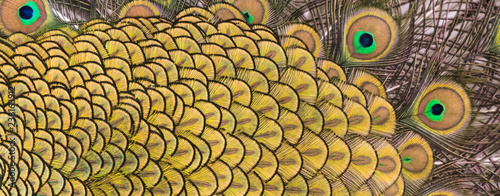 Details and patterns of peacock feathers.