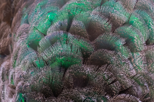 Fototapeta Naklejka Na Ścianę i Meble -  Details and patterns of peacock feathers.