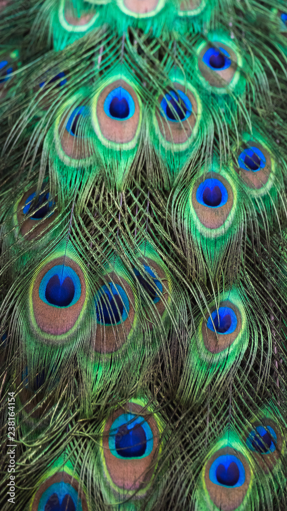 Obraz premium Details and patterns of peacock feathers.