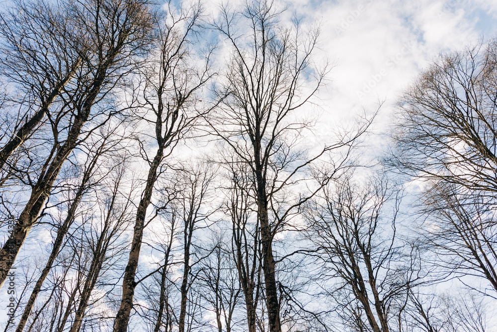 Birch forest and a cloudy blue sky in fall, Italy Birch forest and a cloudy blue sky in fall, Italy