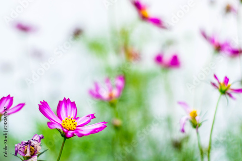 Flowers blur on the bokeh background.