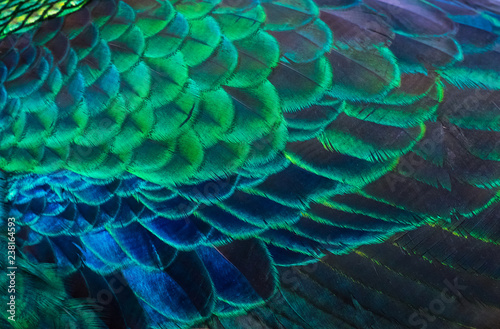 Details and patterns of peacock feathers. © beerphotographer