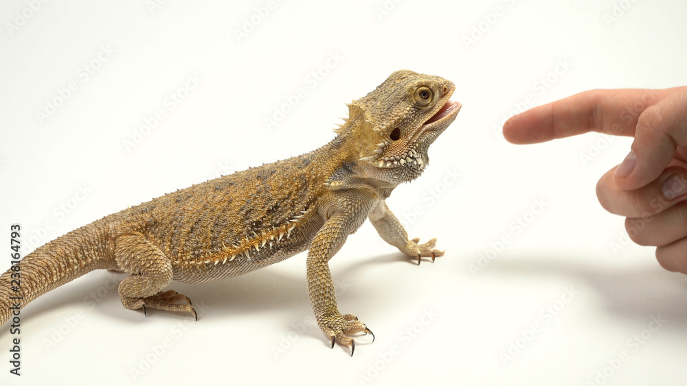 Fototapeta premium Bearded agama trying to bite a man by the finger
