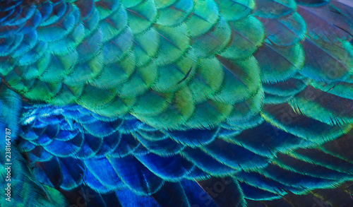 Details and patterns of peacock feathers.