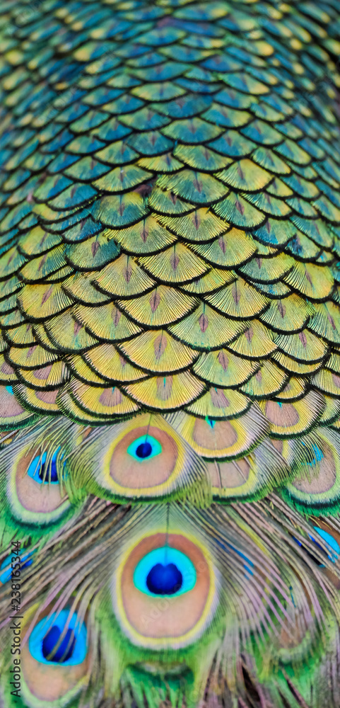Obraz premium Details and patterns of peacock feathers.