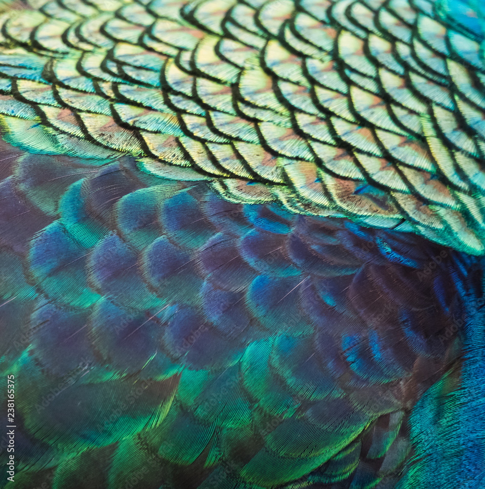Fototapeta premium Details and patterns of peacock feathers.