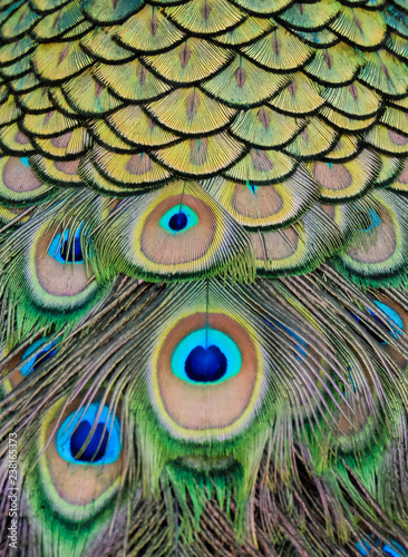 Details and patterns of peacock feathers.