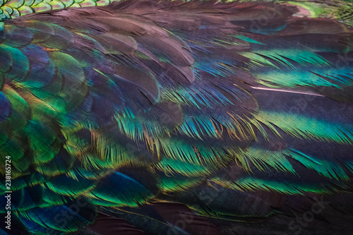 Details and patterns of peacock feathers.
