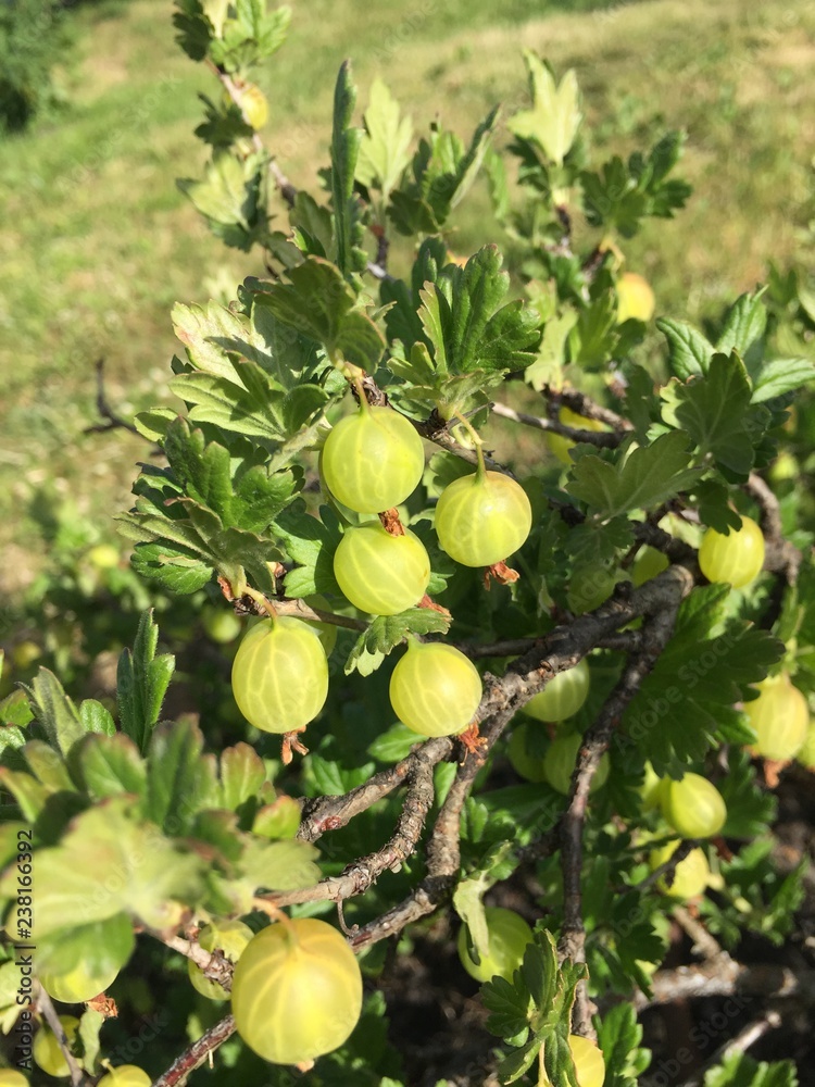gooseberry gooseberry