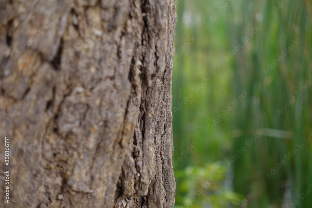 bark of a tree bark of a tree