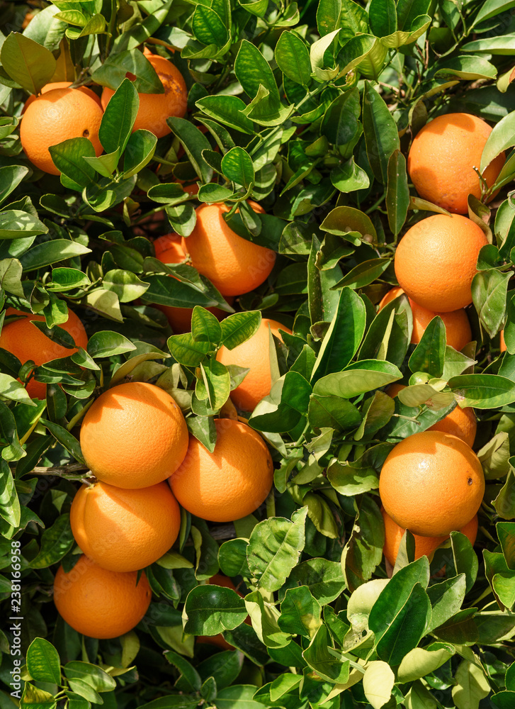 organic culture oranges