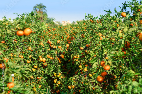 organic culture farm of tangerines