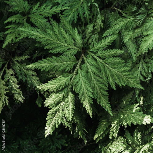 Davallia solida fern or deersfoot fern, green fern plant in tropical garden. photo