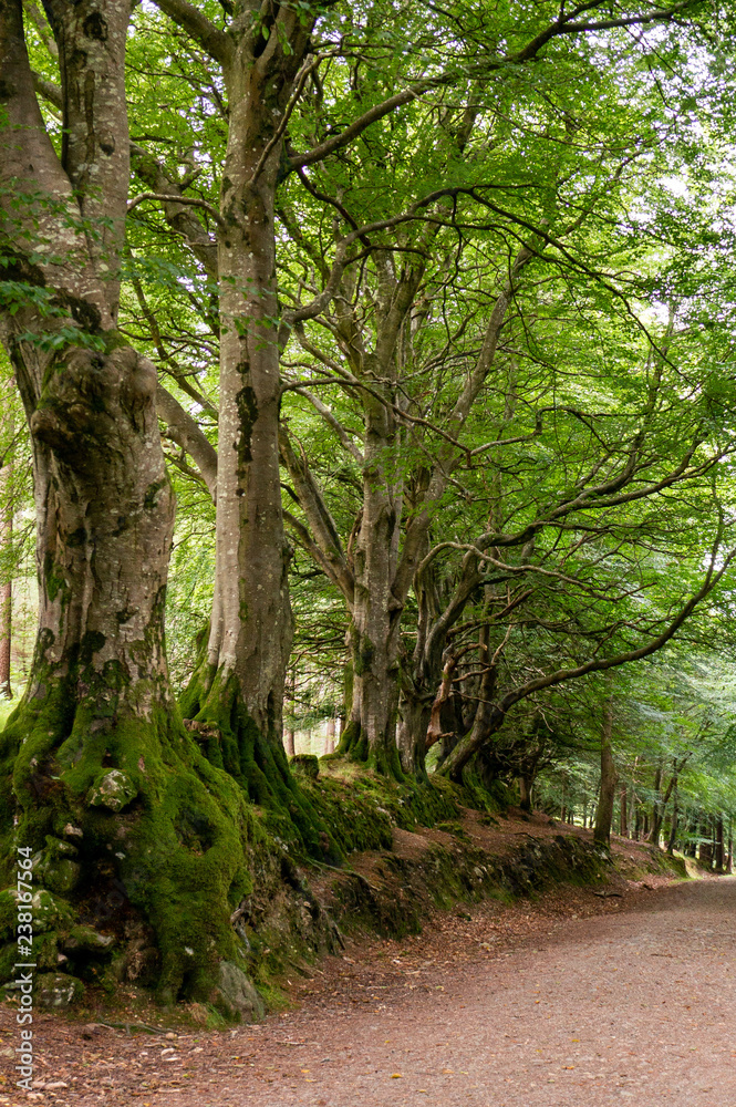 Fototapeta premium Forest road bordered by beautiful old trees with green twisted branches and moss covered roots. Woodland in Wicklow Mountains, Ireland.