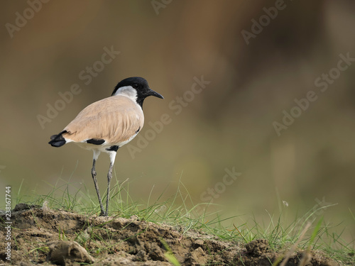 River Lapwing (Vanellus duvaucelii),,,on the bank of river Bhagarathi near Nabadwip, West Bengal. India photo