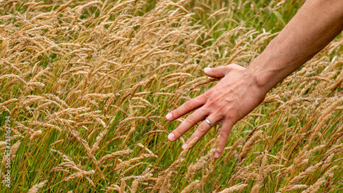 Adult Caucasian male hand caressing yellow tall grass. Feeling close to the nature concept.