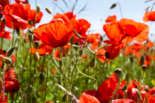 Feurig roter Klatschmohn, blauer Himmel