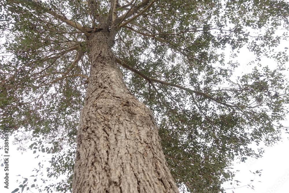 Fototapeta premium trunk of a tree