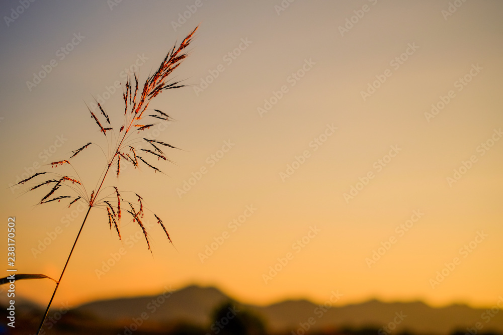 Obraz premium beautiful sunrise and sunset on background.