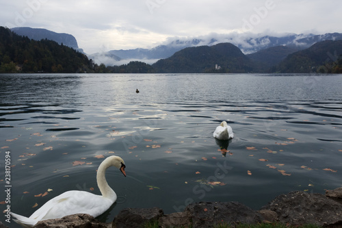 White swans in  Bled lake. Fallen autumn leaves in water. Cloudy day