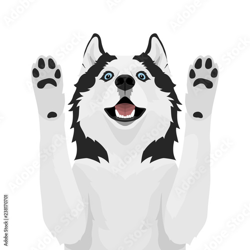 Black and white siberian husky with blue eyes. Husky dog pulls paws up isolated on white background. Vector illustration