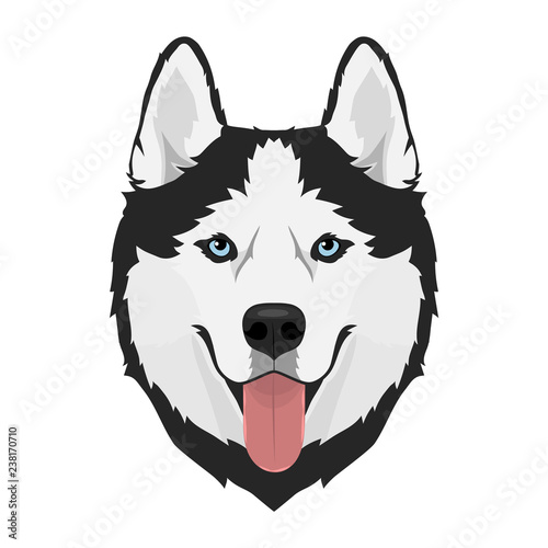 Black and white Siberian husky with blue eyes and tongue out. Husky dog head. Vector illustration