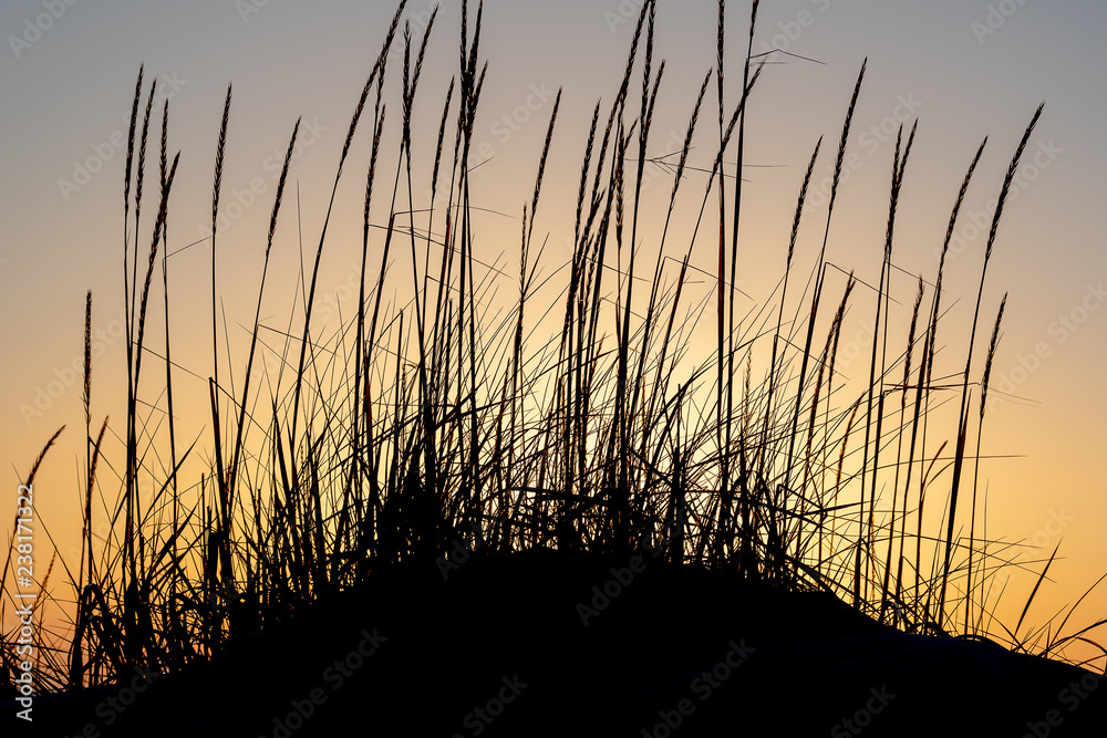 Dune grass against sunset sky.